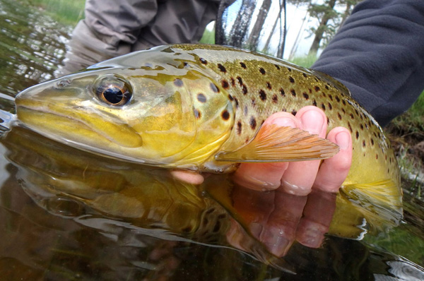 A cracking Tinto Brown Trout netted by Sandy Nelson